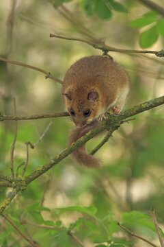Edible dormouse or fat dormouse (Glis glis) perched on branches of a tree, Solms, Hesse, Germany, Europe