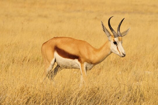 Springbok (Antidorcas marsupialis) in the high grass of the Kgalagadi Transfrontier Park, Kalahari, South Africa, Africa