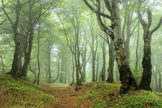 Misty near-natural Beeches forest (Fagus) with gnarled overgrown trees in spring, Ore Mountains, Czech Republic