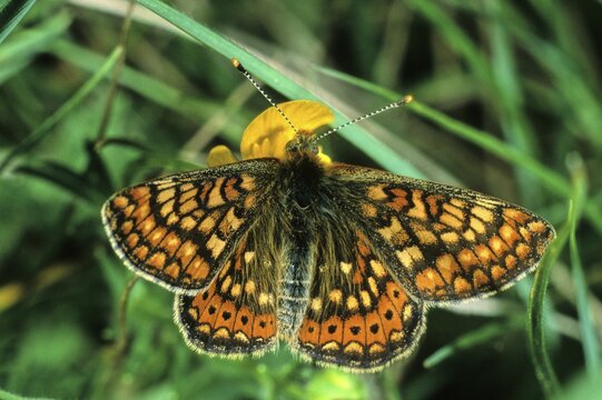 Marsh Fritillary (Euphydryas aurinia)