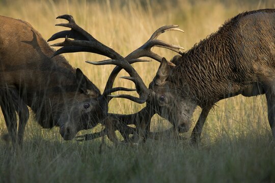Red Deer (Cervus elaphus), stags fighting, Copenhagen, Denmark
