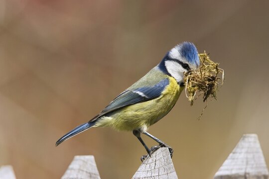 Blue Tit (Cyanistes caeruleus) with nesting material on a garden fence, Bavaria, Germany, Europe