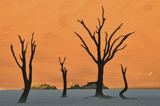 Dead camelthorn trees (Acacia erioloba) in Deadvlei, Sossusvlei, Namib Desert, Namib-Naukluft National Park, Namibia
