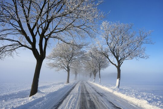 Snowy and quiet road with bare trees on a clear winter day, trees on an avenue with hoarfrost between Solschen and Adenstedt, Ilsede, Peine district, Lower Saxony, Germany