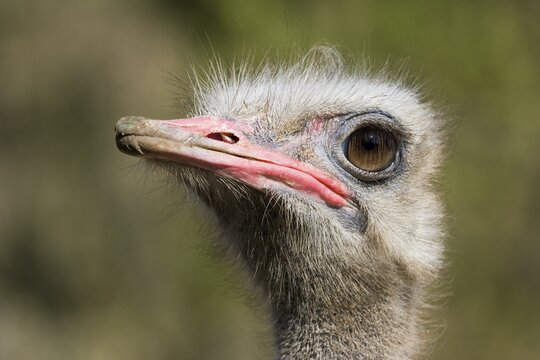 African Ostrich (Struthio camelus), captive, Thuringia, Germany
