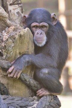 West African Chimpanzee (Pan troglodytes verus), Tacugama Chimpanzee Sanctuary, Province Western Area Tacugama, Sierra Leone
