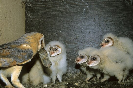 Barn owl (Tyto alba), adult feeding the young birds a mouse