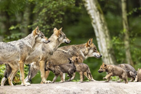 A pack of several gray wolves (Canis lupus), Germany