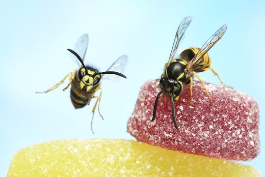 Wasps (Vespula vulgaris) on sweets, Germany