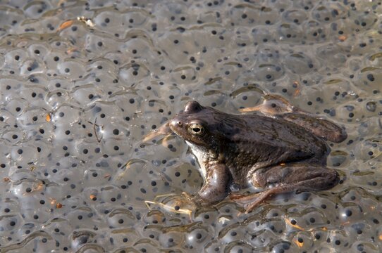 Frog (Rana temporaria), spawning
