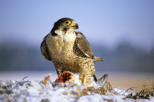 Peregrine falcon (Falco peregrinus) female gorging on a dove