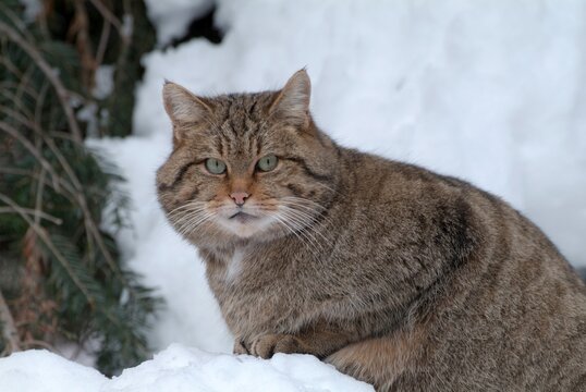 Wildcat (Felis silvestris), Bavarian Forest National Park, Bavaria, Germany, Europe