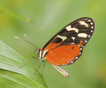 Ismenius Tiger or Tiger Heliconian (Heliconius ismenius), captive, Thuringia, Germany