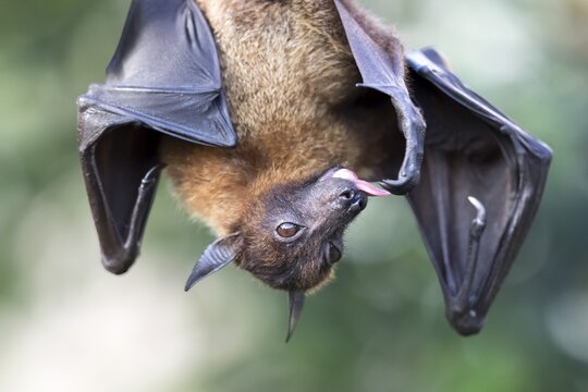 Indian flying fox or greater Indian fruit bat (Pteropus giganteus) hanging, captive