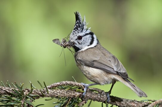 Crested Tit (Parus cristatus), male bringing food, Untergroeningen, Baden-Wuerttemberg, Germany, Europe