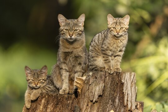 Three kittens sitting attentively on a tree stump in the forest, wildcat (Felis silvestris), kitten, Germany