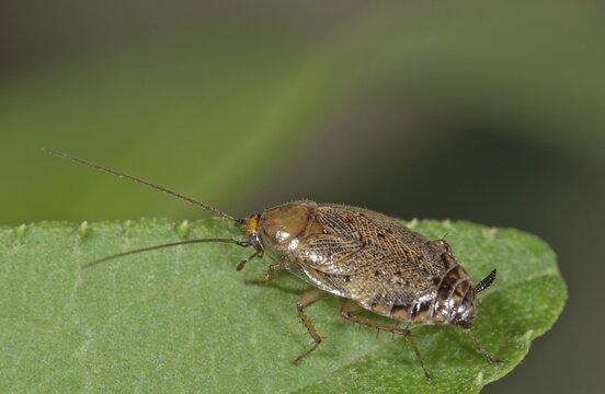 European Cockroach (Ectobius lapponicus), female, Baden-W&uuml;rttemberg, Germany