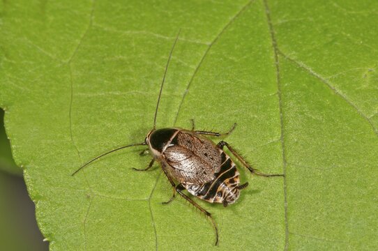 Ectobius sylvestris (Ectobius sylvestris), Baden-W&uuml;rttemberg, Germany