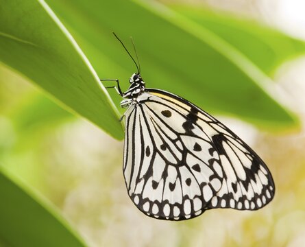 Paper Kite or Large Tree Nymph (Idea leuconoe), captive, Thuringia, Germany
