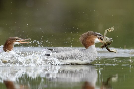 Common merganser. Mergus merganser. A female caught a bull frog and try to escape from a another hungry merganse. Lake Wapizagonke. La Mauricie national park. Province of Qu&eacute;bec. Canada
