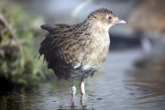 Corn crake or landrail (Crex crex), captive, Austria, Europe