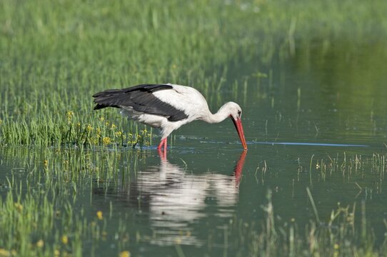 White Stork (Ciconia ciconia) foraging for food, Lake Kerkini, Central Macedonia, Greece