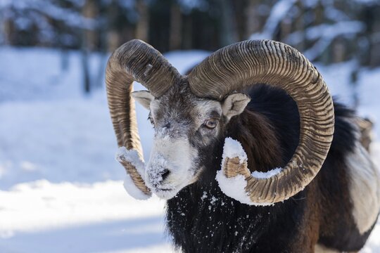 European mouflon (Ovis ammon musimon), aries in the snow, animal portrait, captive, Saxony, Germany