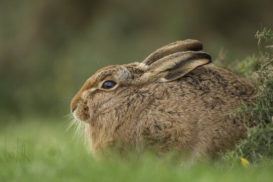 European Hare or Brown Hare (Lepus europaeus), on a meadow, Suffolk, United Kingdom