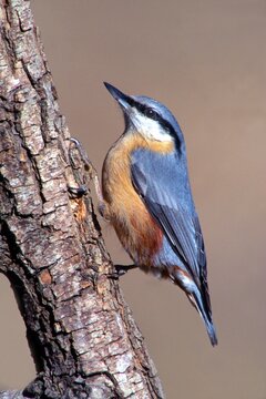 Eurasian Nuthatch (Sitta europaea), Schwaz, Tyrol, Austria, Europe