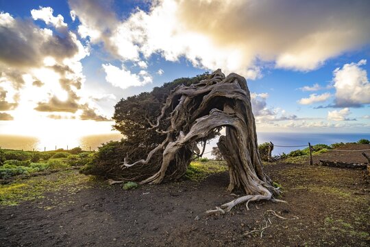 Juniper tree Sabina shaped by the wind near El Sabinar, El Hierro, Canary Islands, Spain