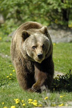 European Brown Bear (ursus arctos), zoo Hellabrunn, Munich, Bavaria, Germany
