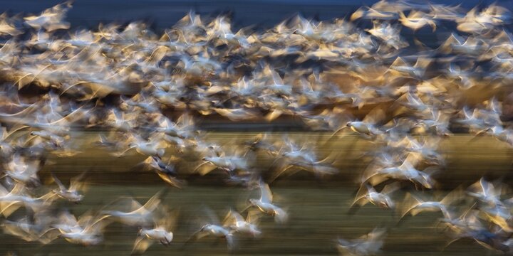 Snow Geese (Anser caerulescens atlanticus, Chen caerulescens) flying, abstract, in the Bosque del Apache Wildlife Refuge, New Mexico, USA, North America