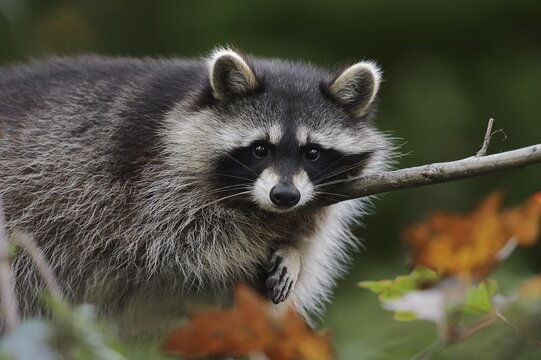Raccoon (Procyon lotor) in a tree in autumn, Hesse, Germany