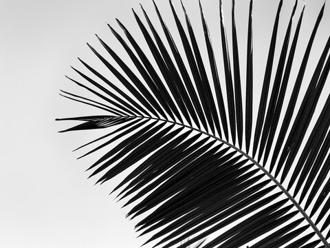 Structure of a palm frond, close-up, backlight, black and white shot