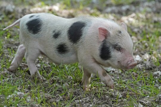 Mini pig Piglet, domestic pig, France