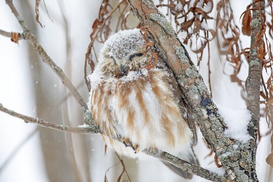 Northern saw-whet owl (Aegolius acadicus), perched on a tree after a snowfall, forest of Yamachiche, province of Quebec, Canada,