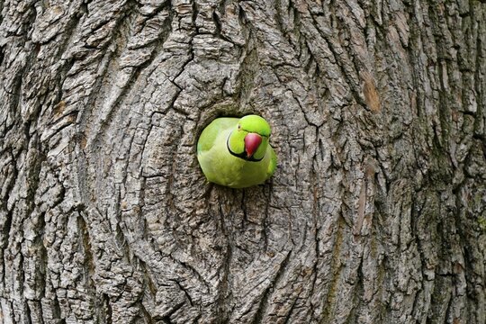 Rose-ringed parakeet (Psittacula krameri) looking out of tree hollow, Germany