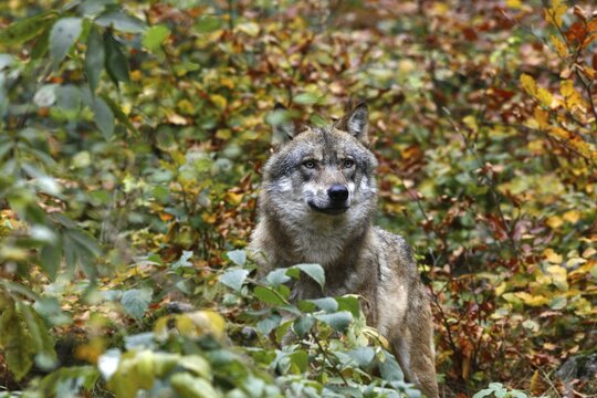 Gray wolf (Canis lupus) in autumnally coloured forest, outdoor enclosure Bavarian Forest, Germany
