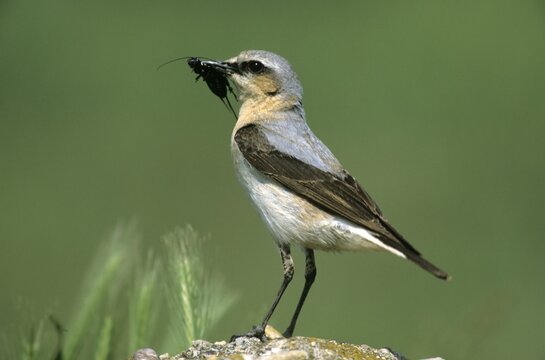 Northern Wheatear (Oenanthe oenanthe), female with food for its young, Hortob&aacute;gy, Hungary, Europe