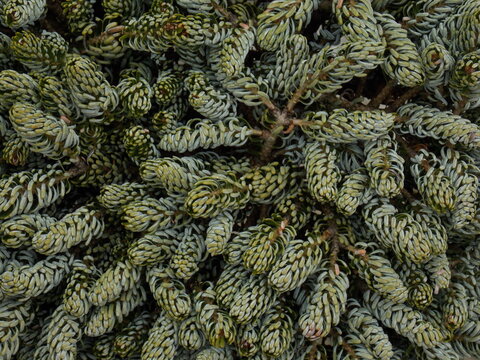 Fresh Green Spruce Needles Close-up