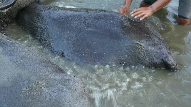 Farmers are bathing their buffaloes after helping plow the rice fields