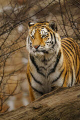 Obraz premium Siberian tiger