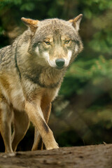 Fototapeta premium Grey wolf