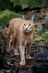 Fototapeta premium Caracal