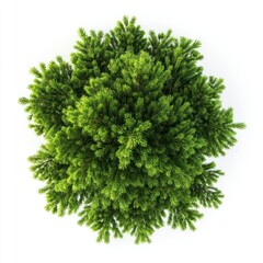 Obraz premium Lush evergreen tree top view.