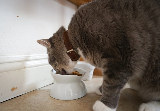 むしゃむしゃ食べる猫