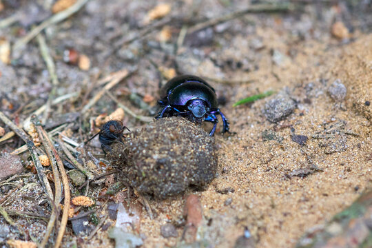 Dung beetle twists a ball of dung.