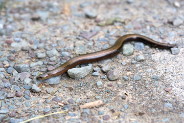 Obraz premium Slowworm lizard on the stony ground.