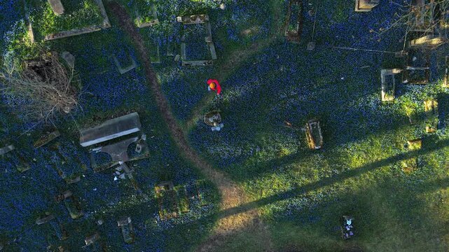 Aerial view of Bernardine Cemetery covered in blue Siberian squill flowers with old tombstones and narrow paths in Vilnius, Vilniaus apskritis, Lithuania.