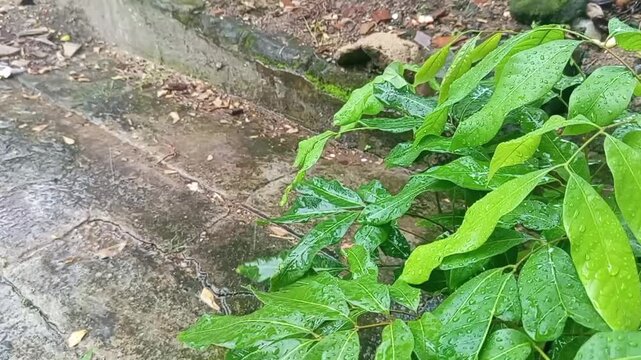 Rainy day